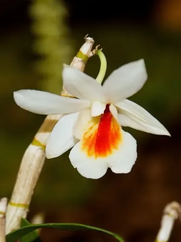 Dendrobium christyanum