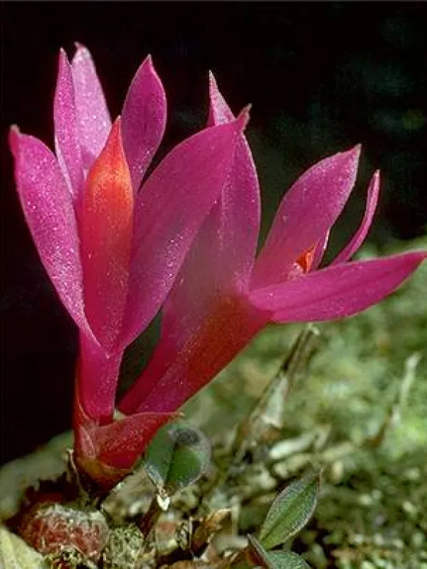 Dendrobium rupestre