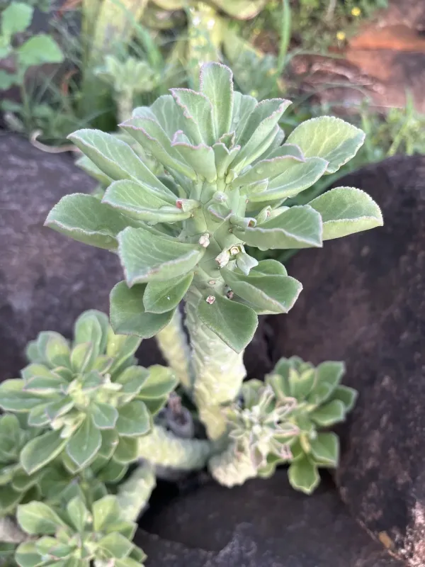 Euphorbia lugardiae