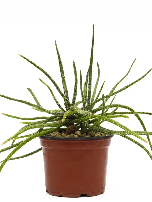 Aloe delicatifolia