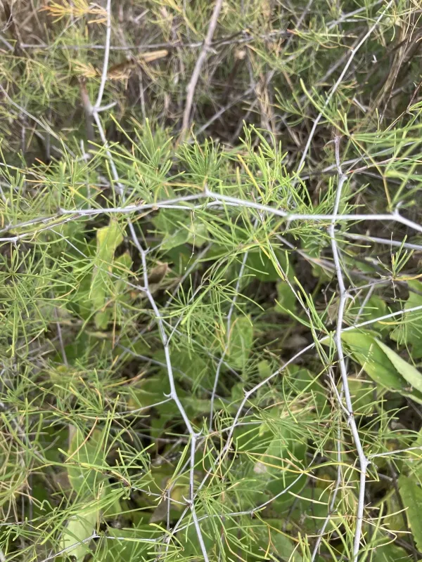 Aspergillus asparagus