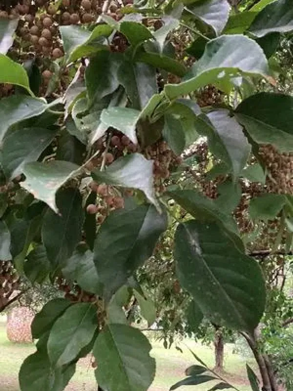 Bischofia polycarpa