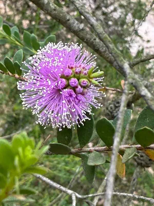 Melaleuca nesophila