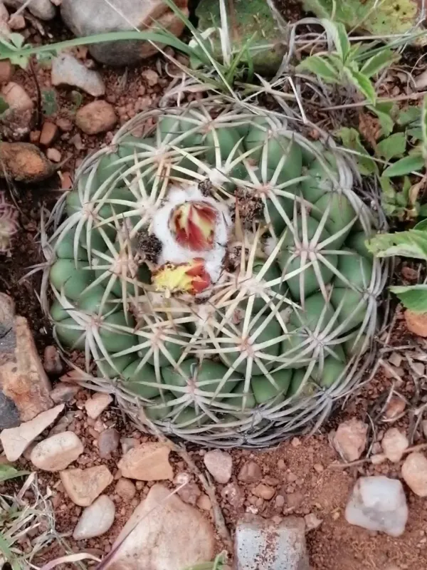 Coryphantha retusa