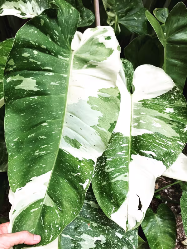 Philodendron imbe