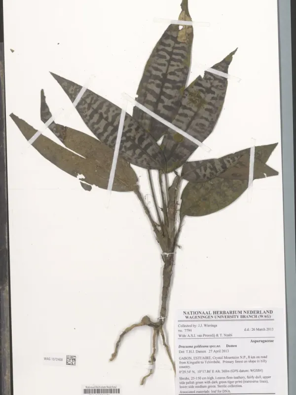 Dracaena goldieana