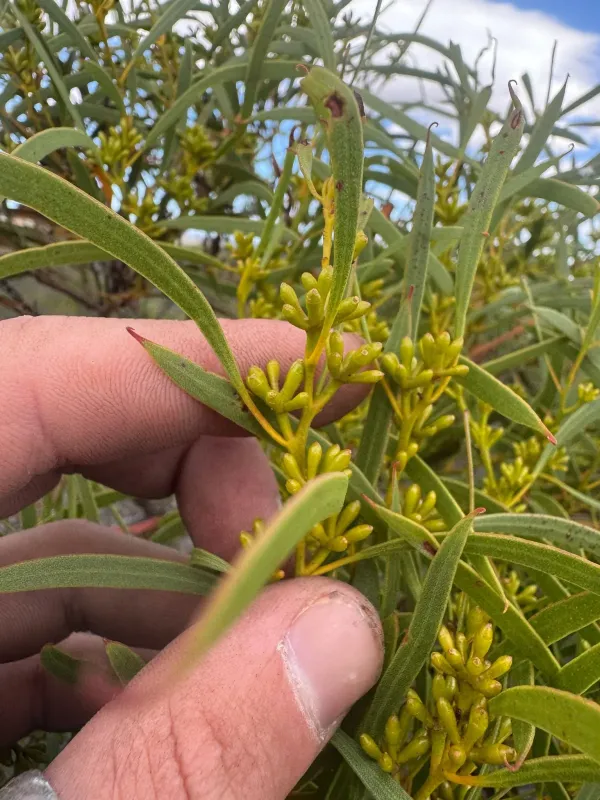 Moon Eucalyptus