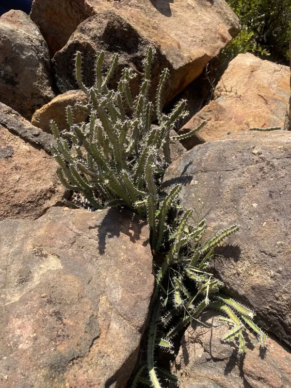 Euphorbia griseola