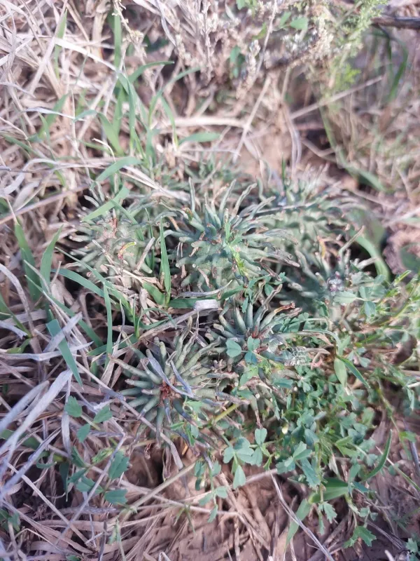 Underground Euphorbia
