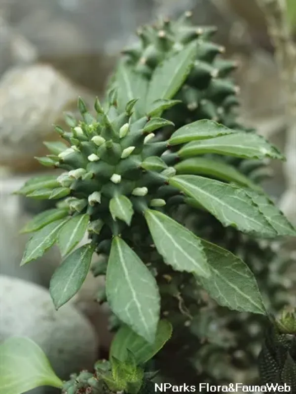 Euphorbia schubei