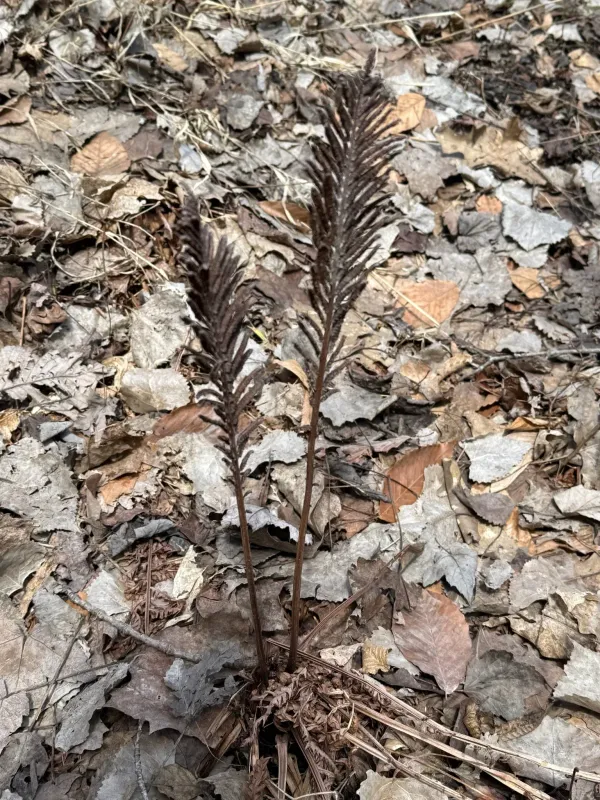 Ostrich fern