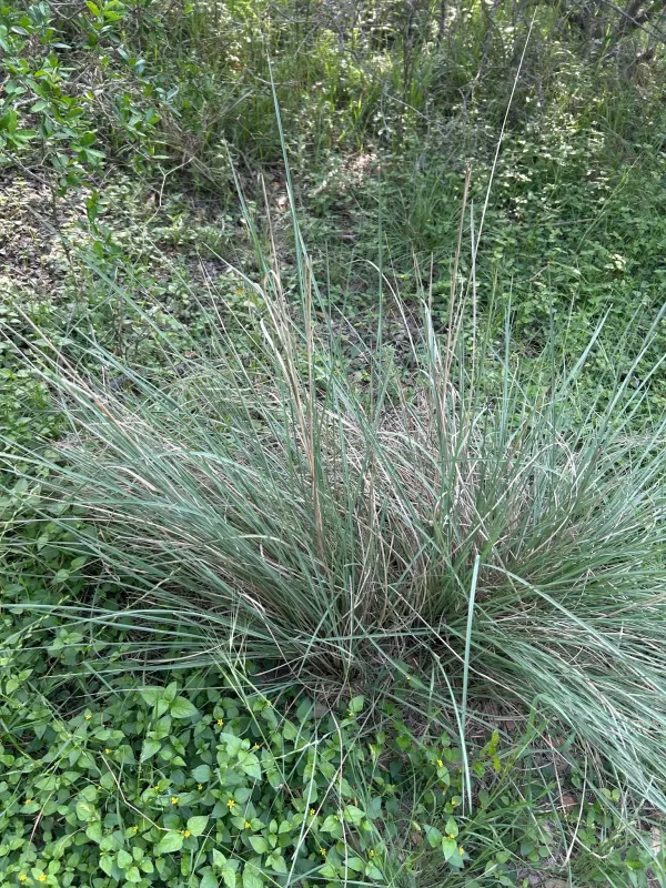 Lindheimer's muhly