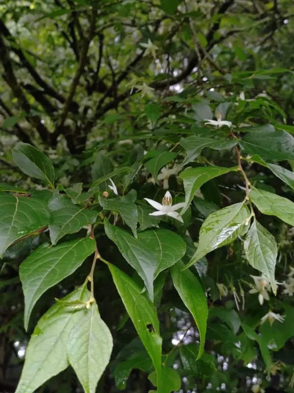 Taiwan snowbell
