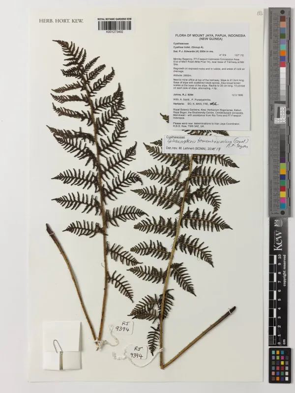Sphaeropteris tomentosissima