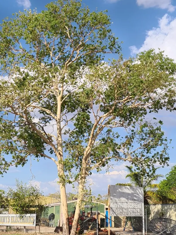 Коримбия крупнолистная
