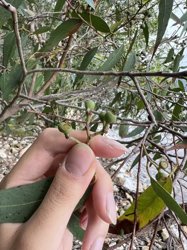 Eucalyptus carnea