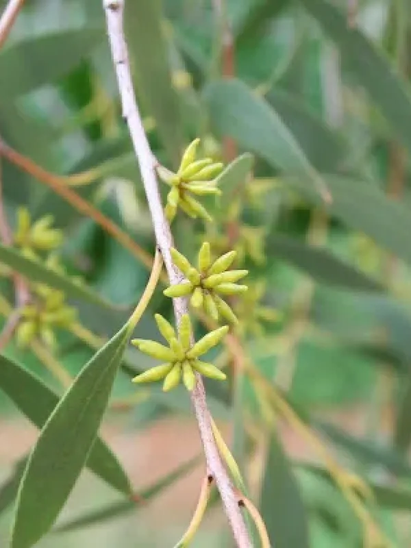 Eucalyptus copulans