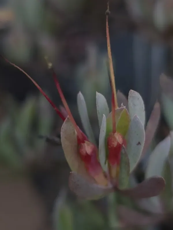 Darwinia glaucophylla