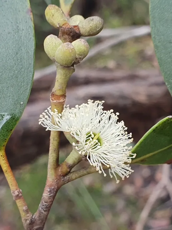 Camfield's Stringybark
