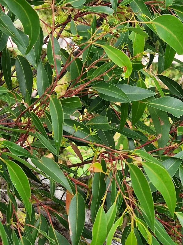 Jackson's Eucalyptus