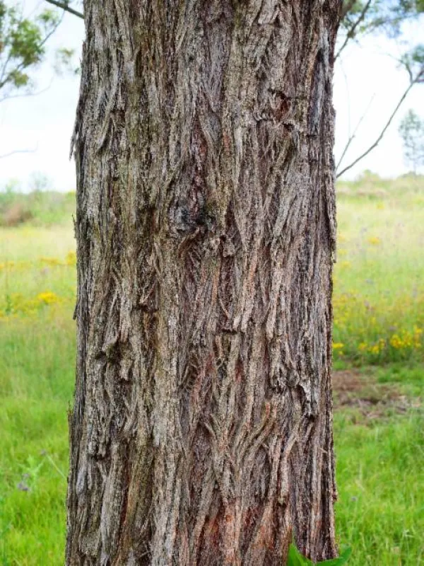 Silver-top stringybark