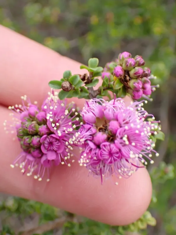 Kunzea recurva