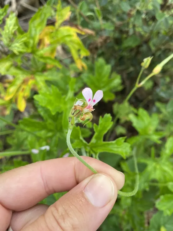 Pelargonium ranunculophyllum