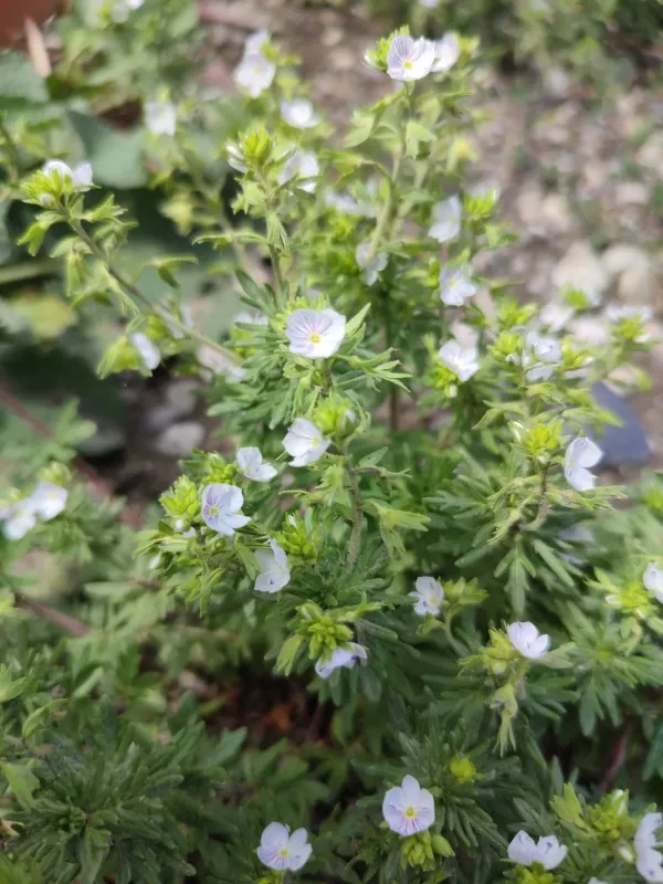 Caucasian speedwell