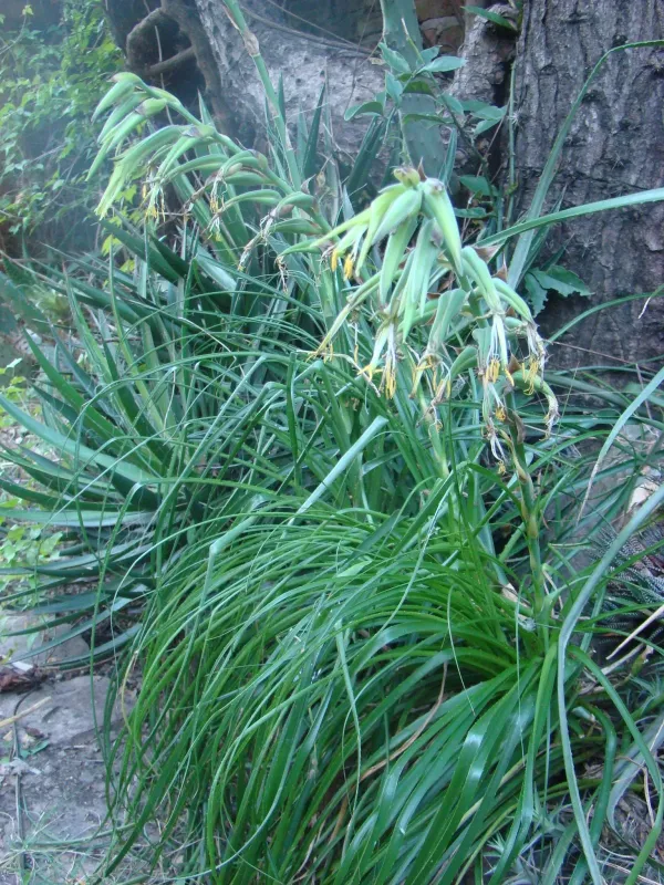Puya mirabilis