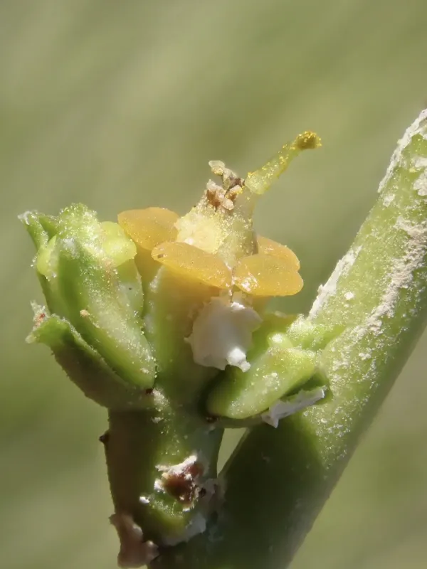 Laristan Spurge