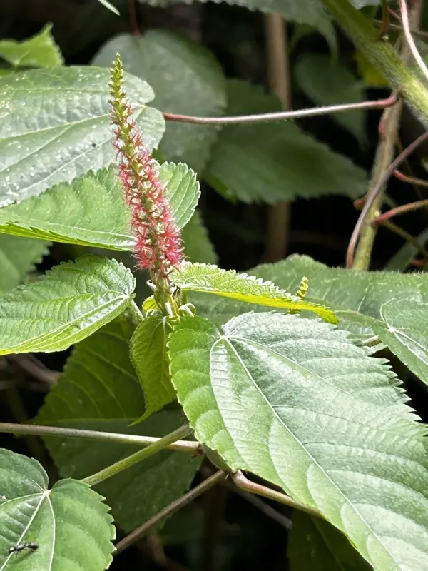 Acalypha ornata