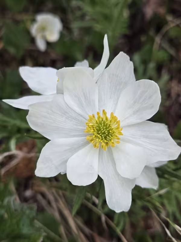 Hairy anemone