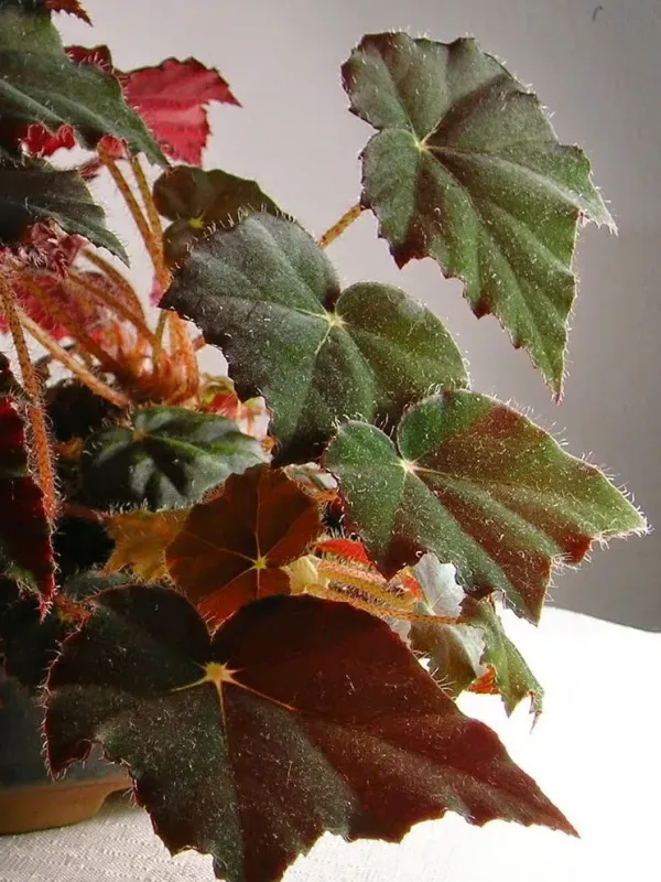 Begonia cleopatrae