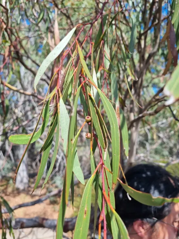 Eucalyptus mitchelliana