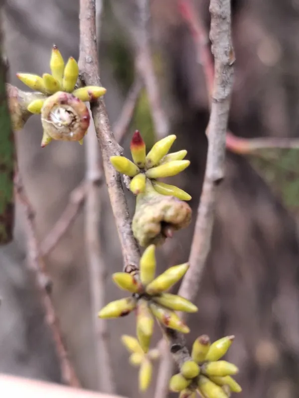 Star Sallow Wattle (Eucalyptus stellulata)