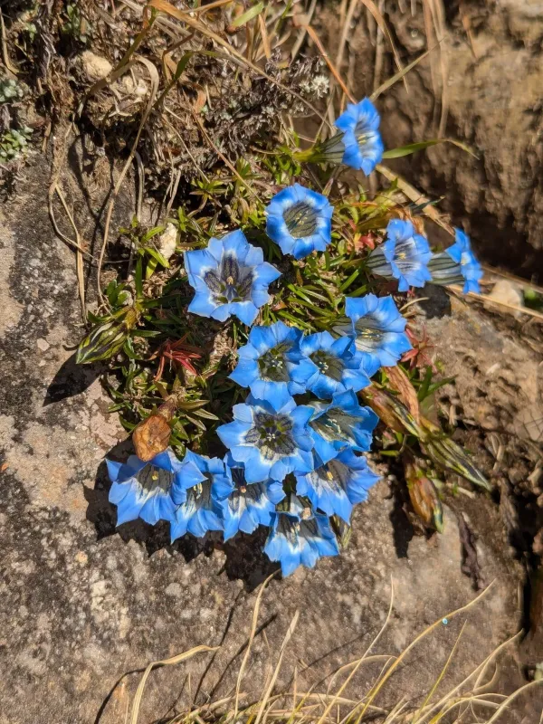 Gentiana ornata