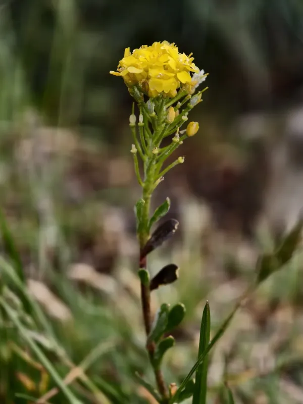 Mountain Alyssum