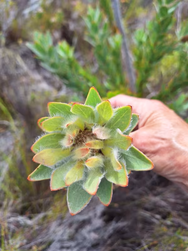 Leucadendron nervosum