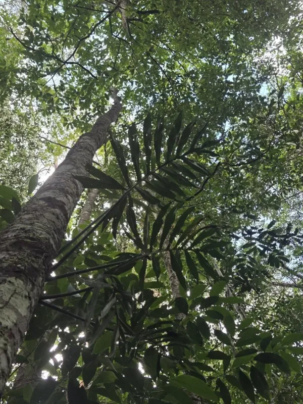 Philodendron tortum