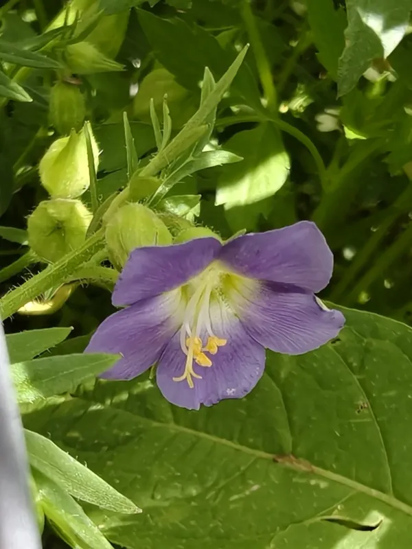 Polemonium grandiflorum