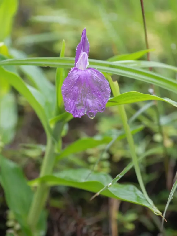 Roscoea auriculata