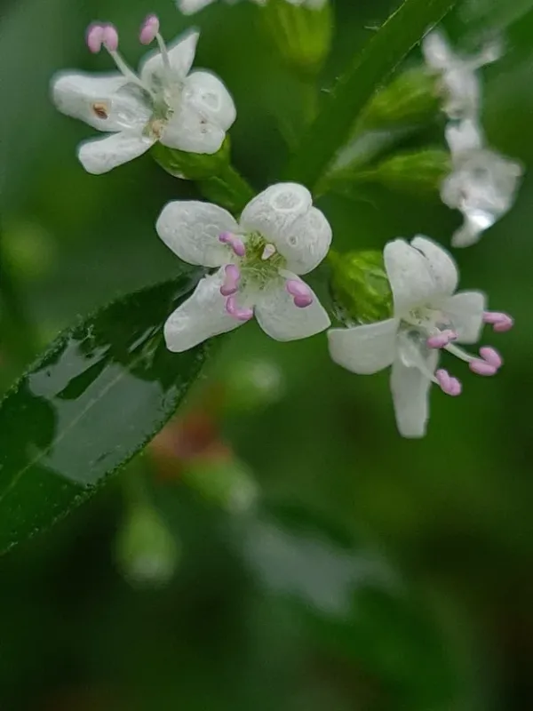 Mentha diemenica