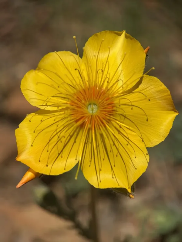 Mentzelia lindleyi