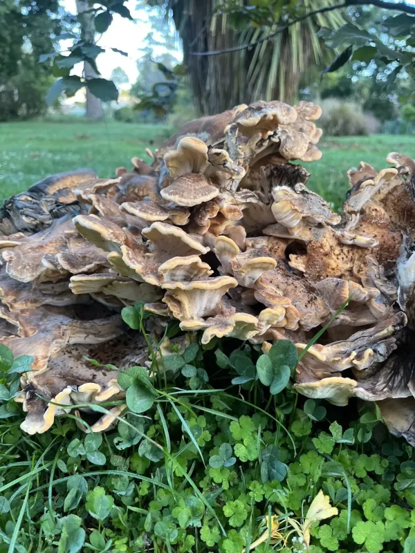 Giant polypore