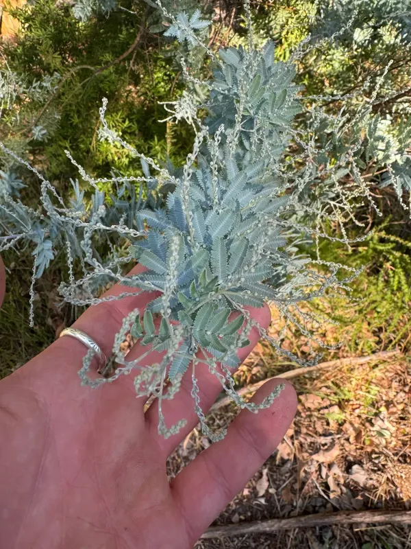 Cootamundra wattle