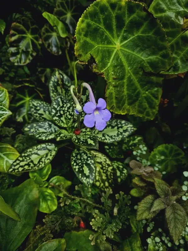 Michaelmoelleria vietnamensis