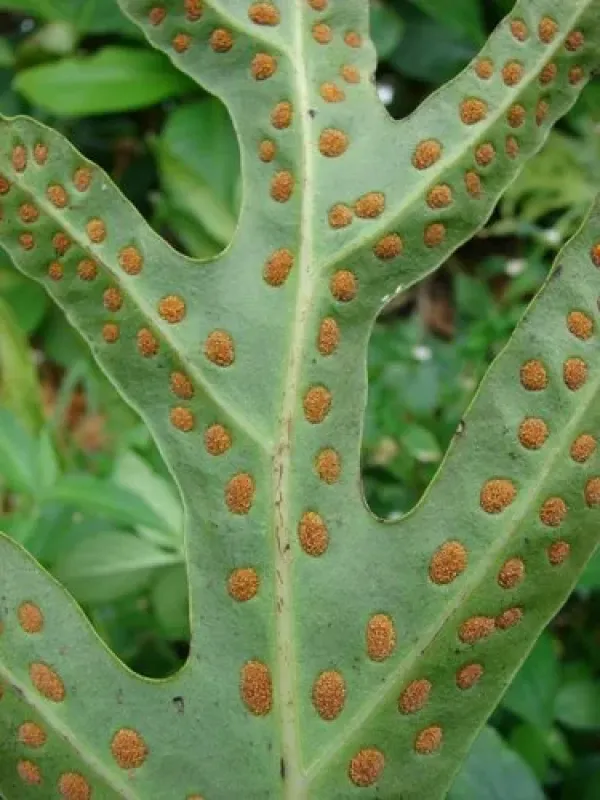 Phymatosorus