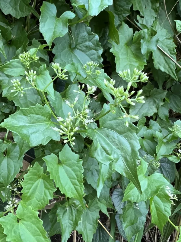 Mikania cordata