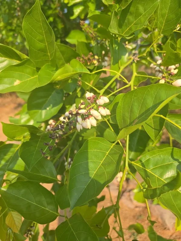Pongamia pinnata