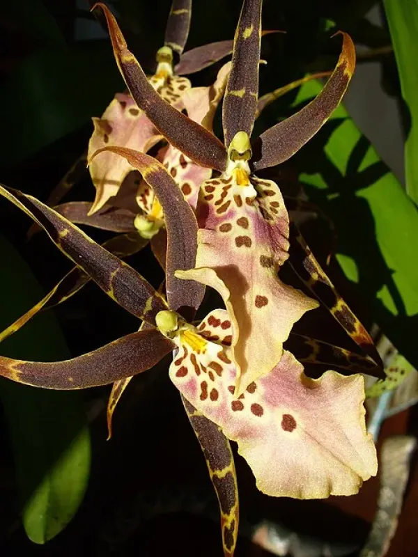 Bratonia